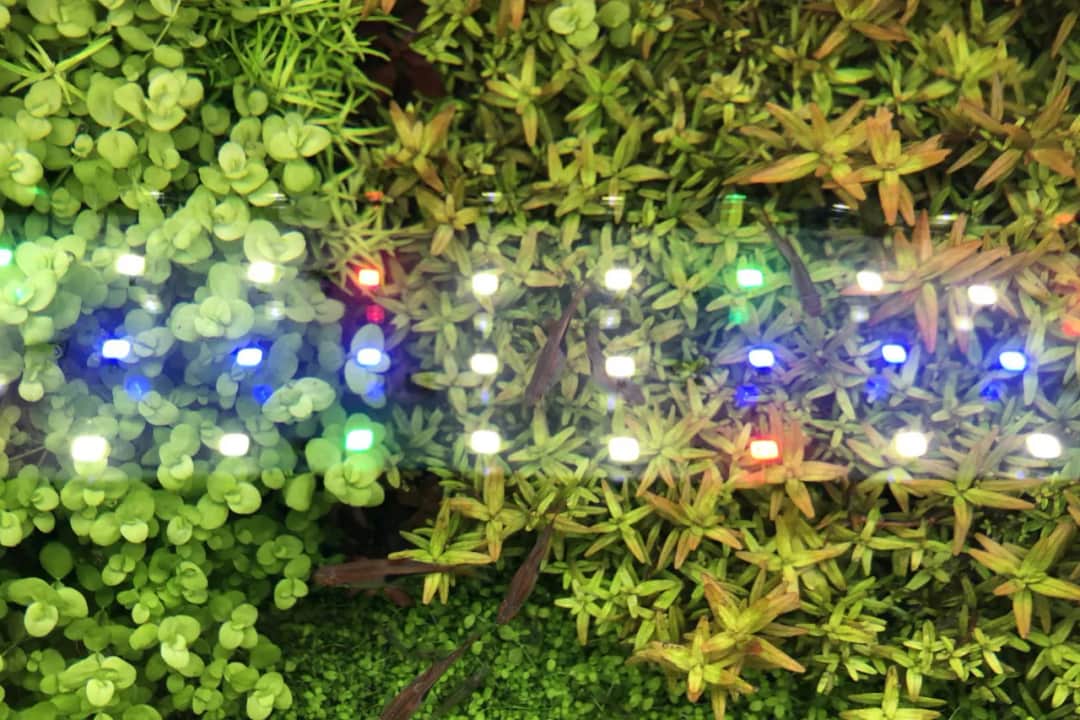 Oświetlenie LED do akwarium: ile wat na litr dla zdrowych roślin?